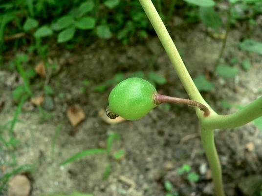 {Podophyllum peltatum}